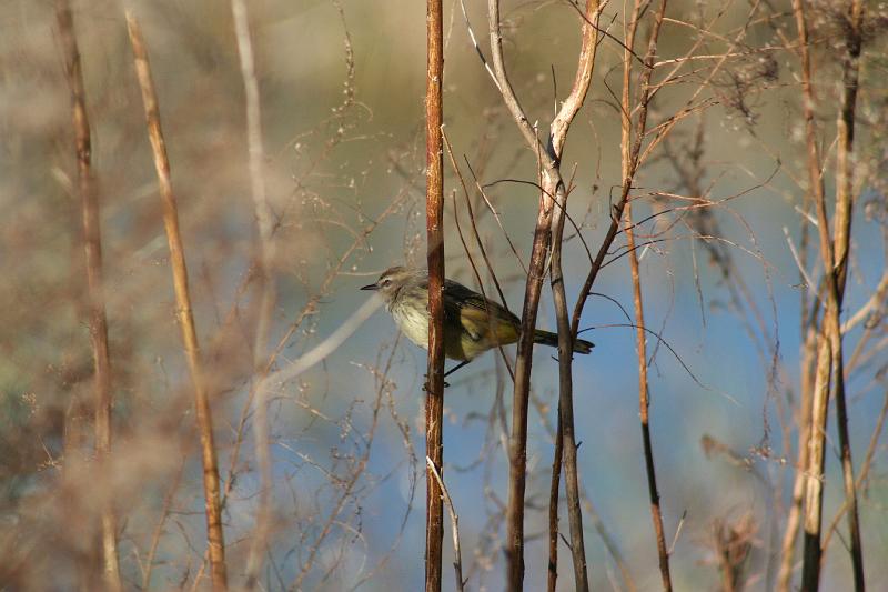 finch1_GBBC.jpg - Finch (I think)