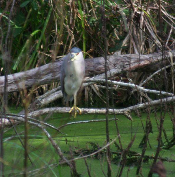 heron4_121707.jpg - Black-Crowned Night Heron - Another View