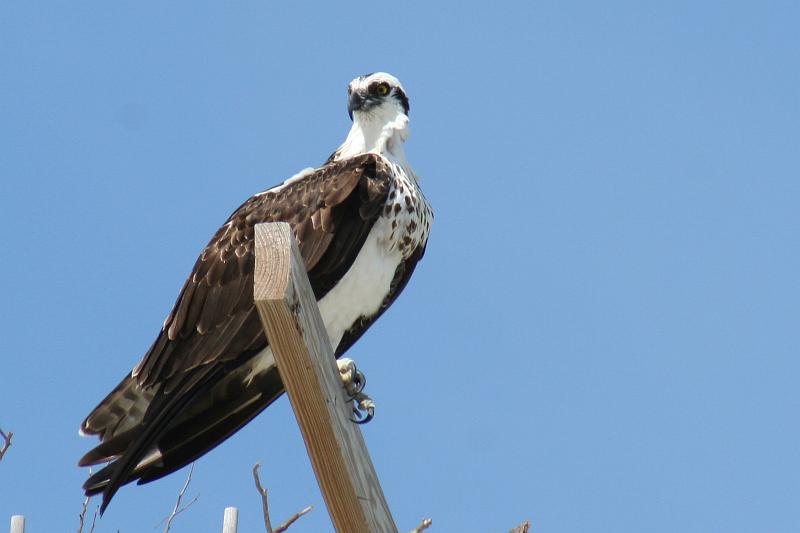 ospreyKeys.jpg - Osprey in Islamorada