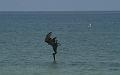 pelicanHeadfirst